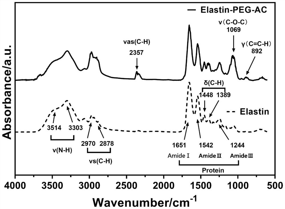 Method for culturing organoid by using elastin hydrogel