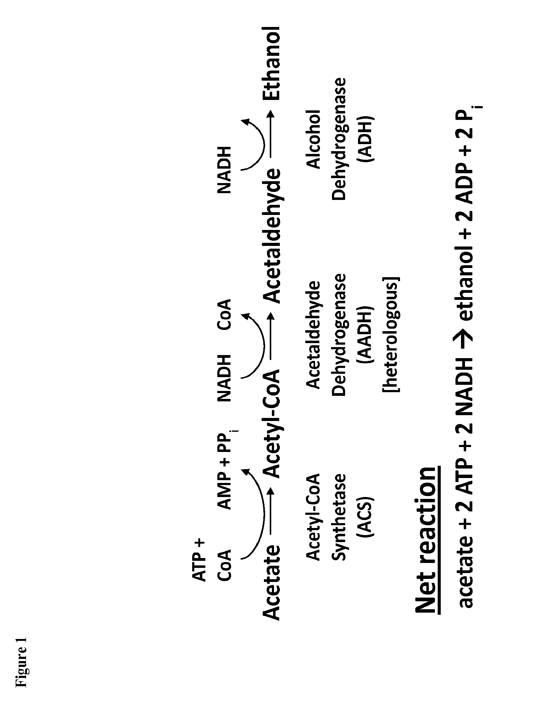 Method for Acetate Consumption During Ethanolic Fermentation of Cellulosic Feedstocks