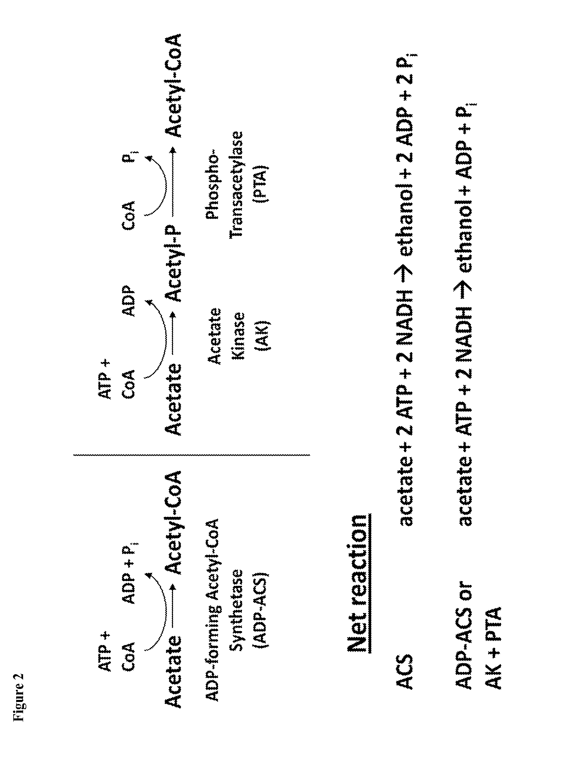 Method for Acetate Consumption During Ethanolic Fermentation of Cellulosic Feedstocks