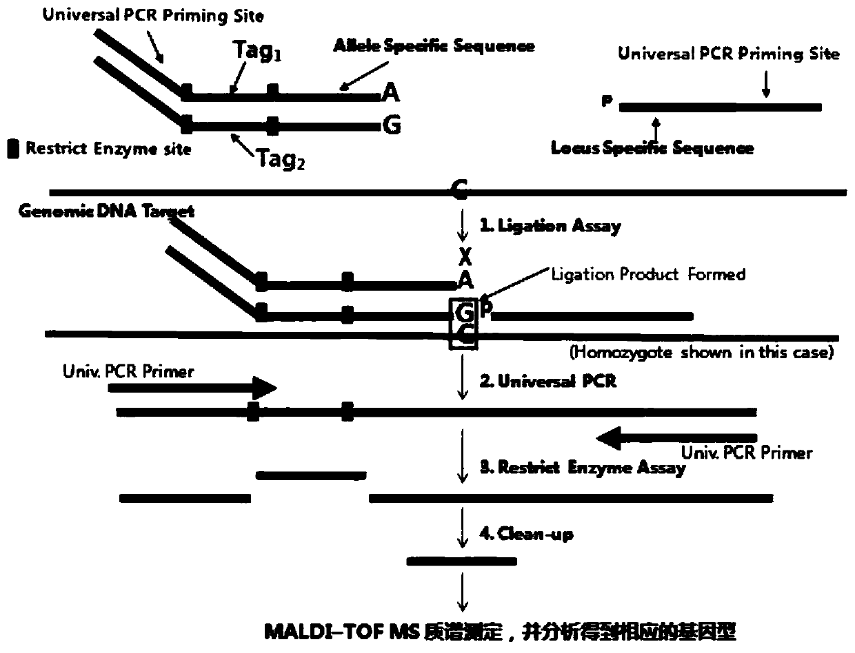 Flight mass spectrometry genotyping detection method