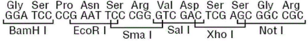 Bifidobacteria-bacillus coli shuttle expression vector, preparation method and application thereof