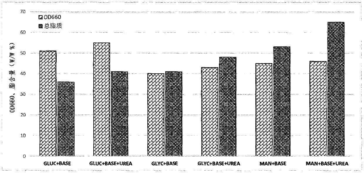 Rhodococcus ruber fermentation method and application thereof as adjuvant in animal vaccines