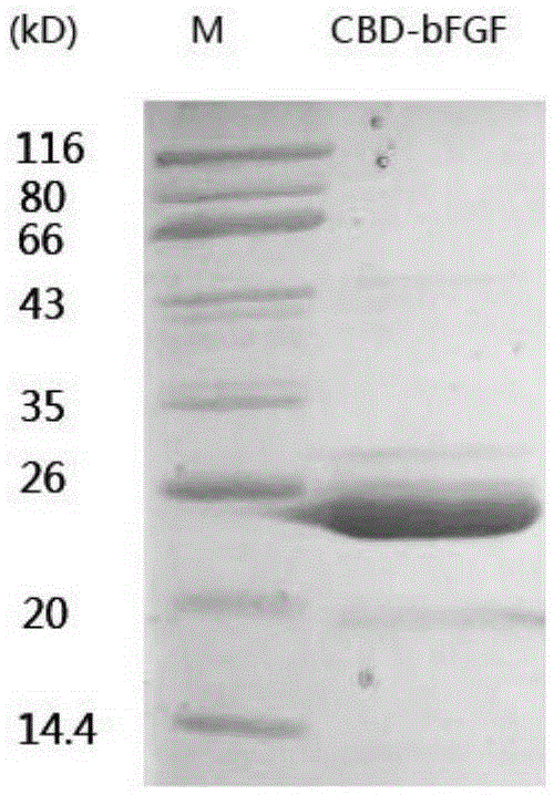 Basic fibroblast growth factor (bFGF) specifically bound with chitin as well as coding gene, preparation method and application thereof