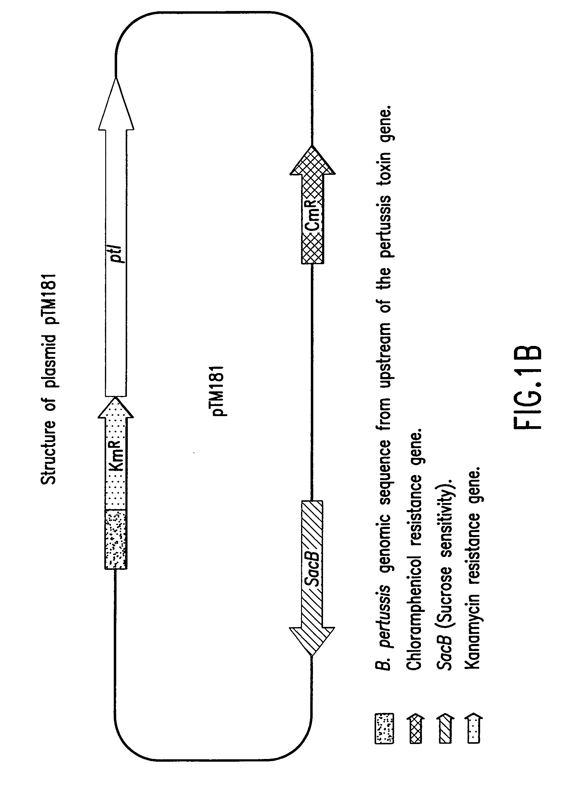 High yield pertussis vaccine production strain and method for making same