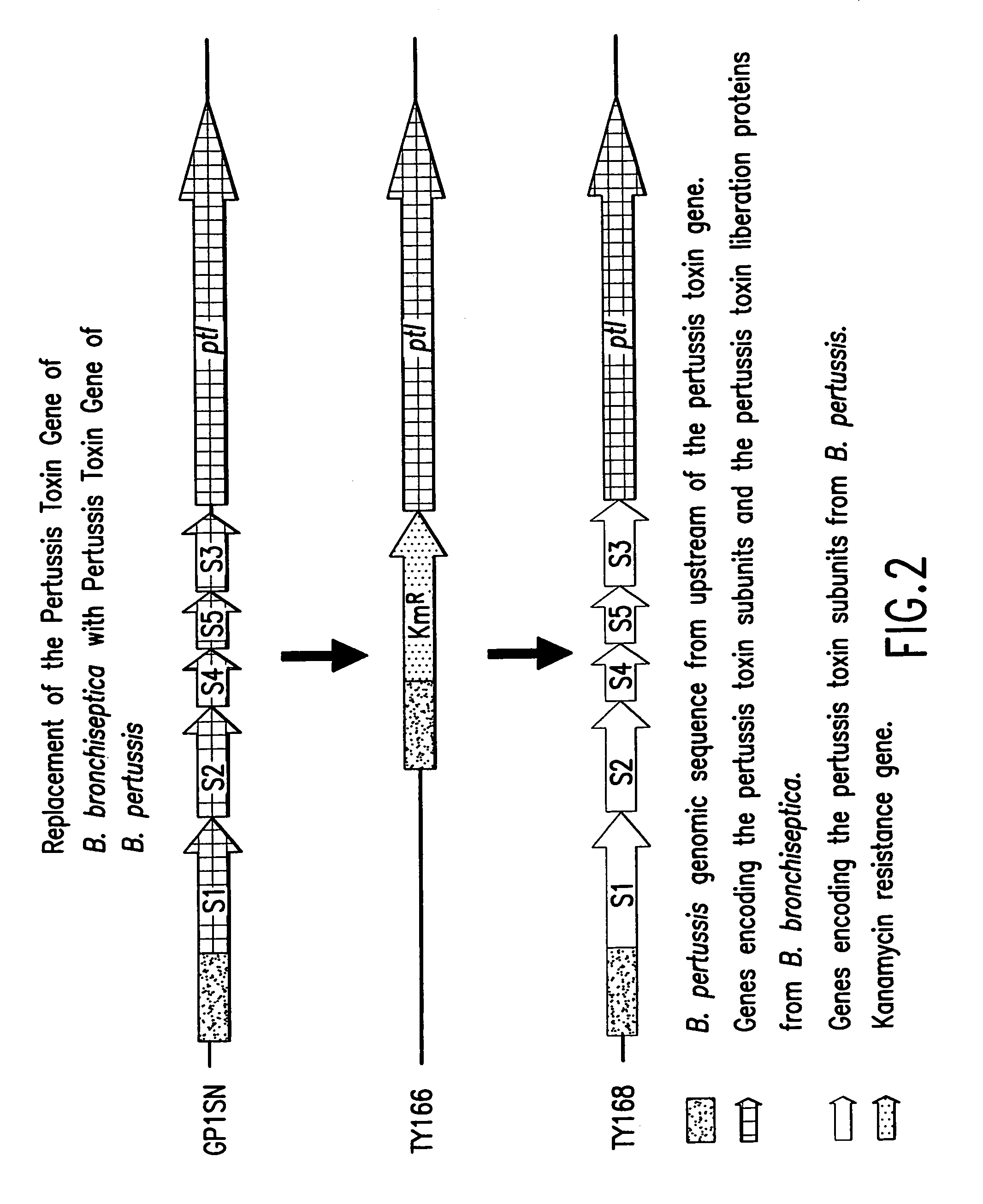 High yield pertussis vaccine production strain and method for making same