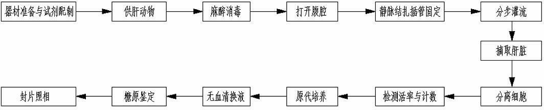 Method for separating, culturing and identifying primary hepatic cells of livestock and fowl