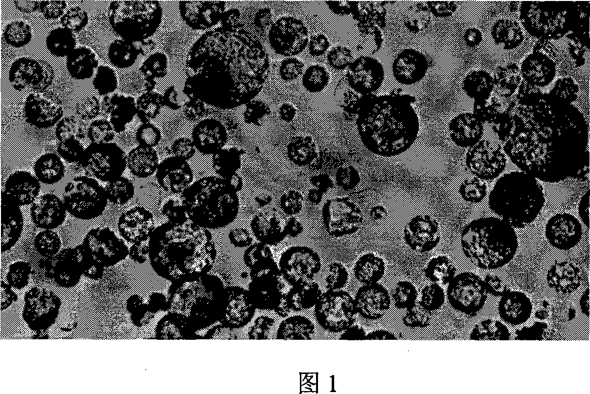 Method for breeding hybrid seeds of rape of heterogenesis cytoplasm male sterility line