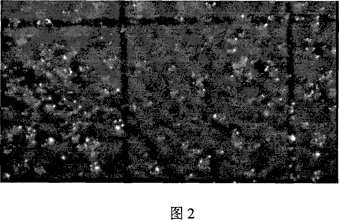 Method for breeding hybrid seeds of rape of heterogenesis cytoplasm male sterility line