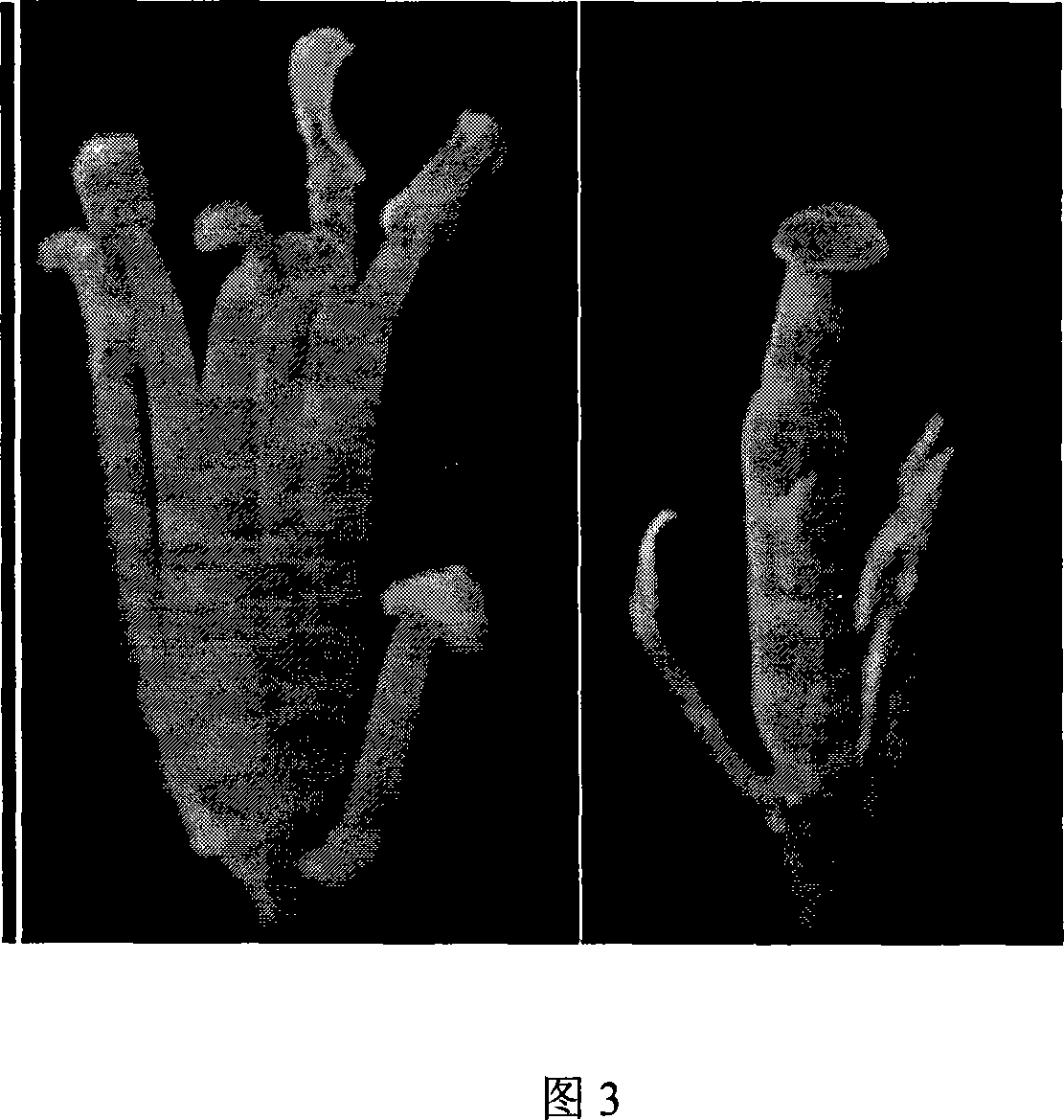 Method for breeding hybrid seeds of rape of heterogenesis cytoplasm male sterility line