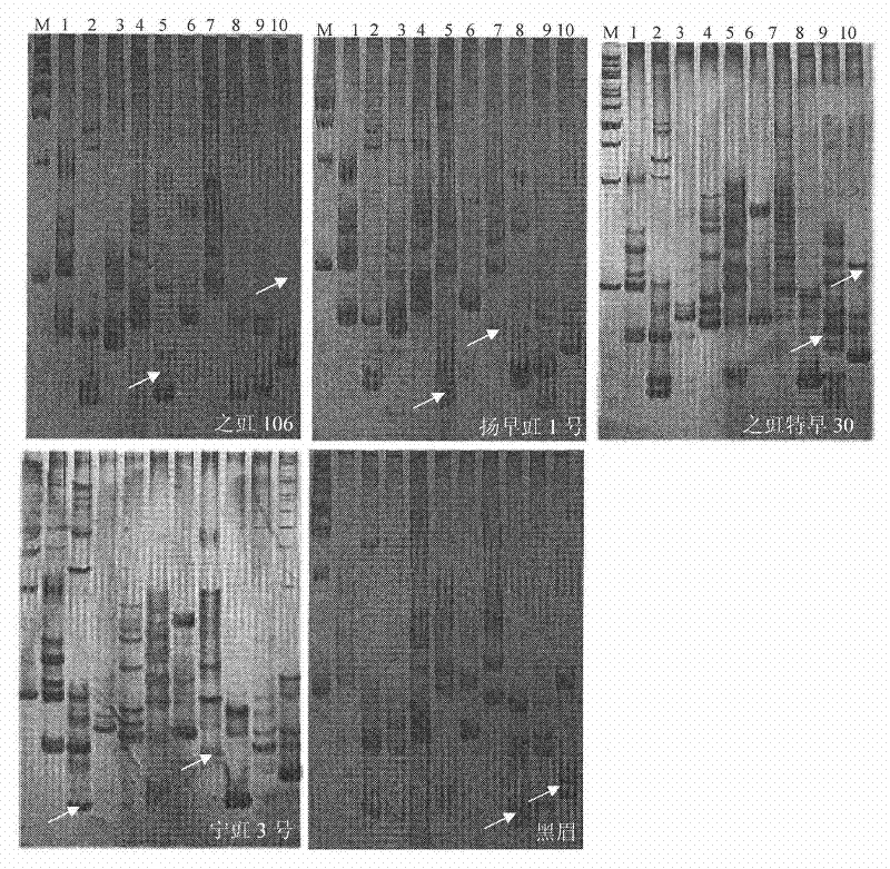 Method for rapidly detecting seed purity of asparagus bean cultivars and reagent kit thereof