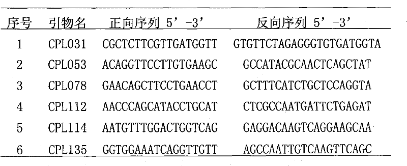 Method for rapidly detecting seed purity of asparagus bean cultivars and reagent kit thereof