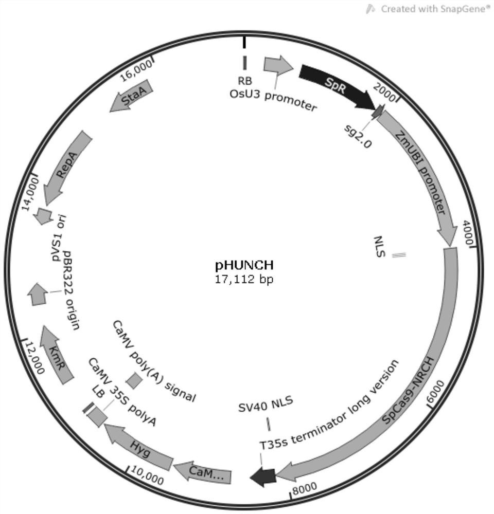 SpCas9-NRCH mutant for recognizing specific site in rice gene targeting and application of SpCas9-NRCH mutant