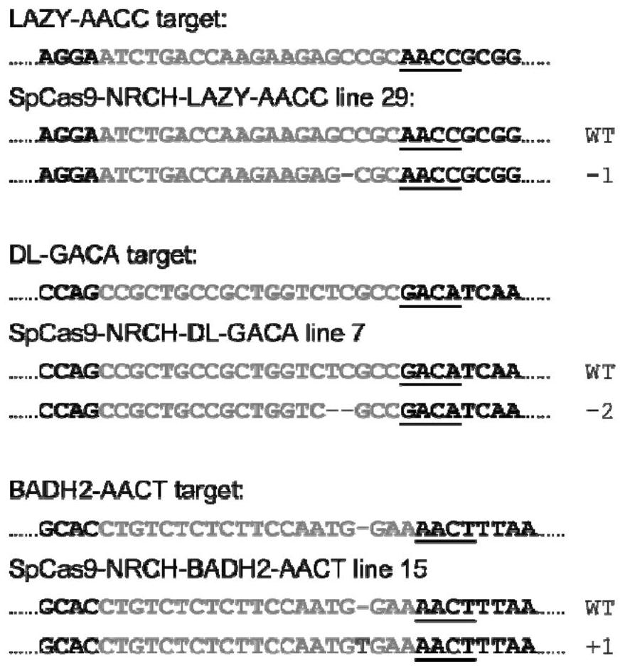 SpCas9-NRCH mutant for recognizing specific site in rice gene targeting and application of SpCas9-NRCH mutant