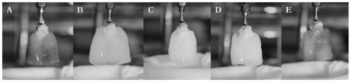 A kind of decellularized lung scaffold and preparation method thereof