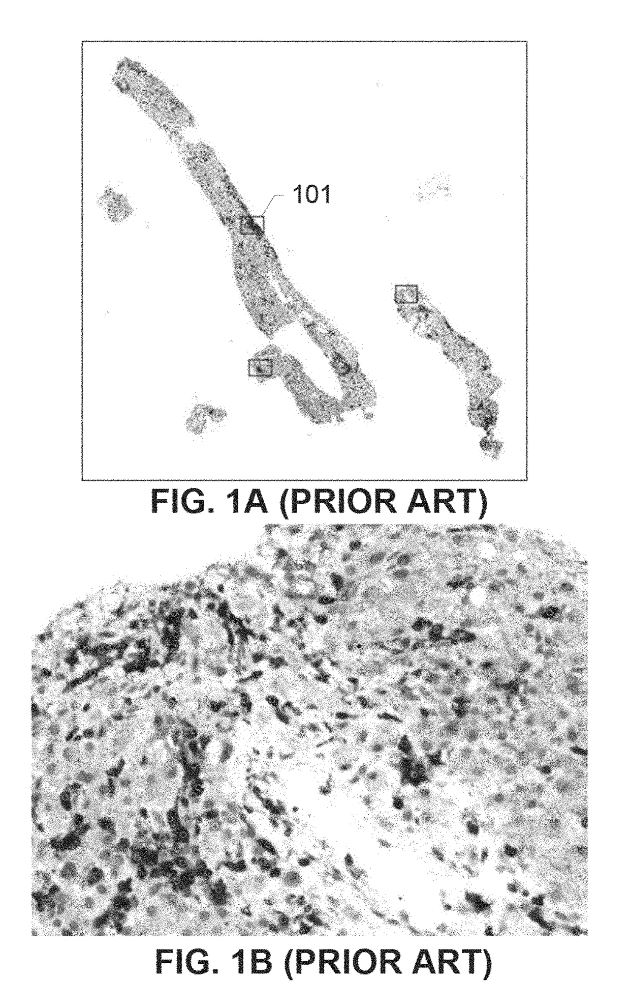 Quality Control of Automated Whole-slide Analyses