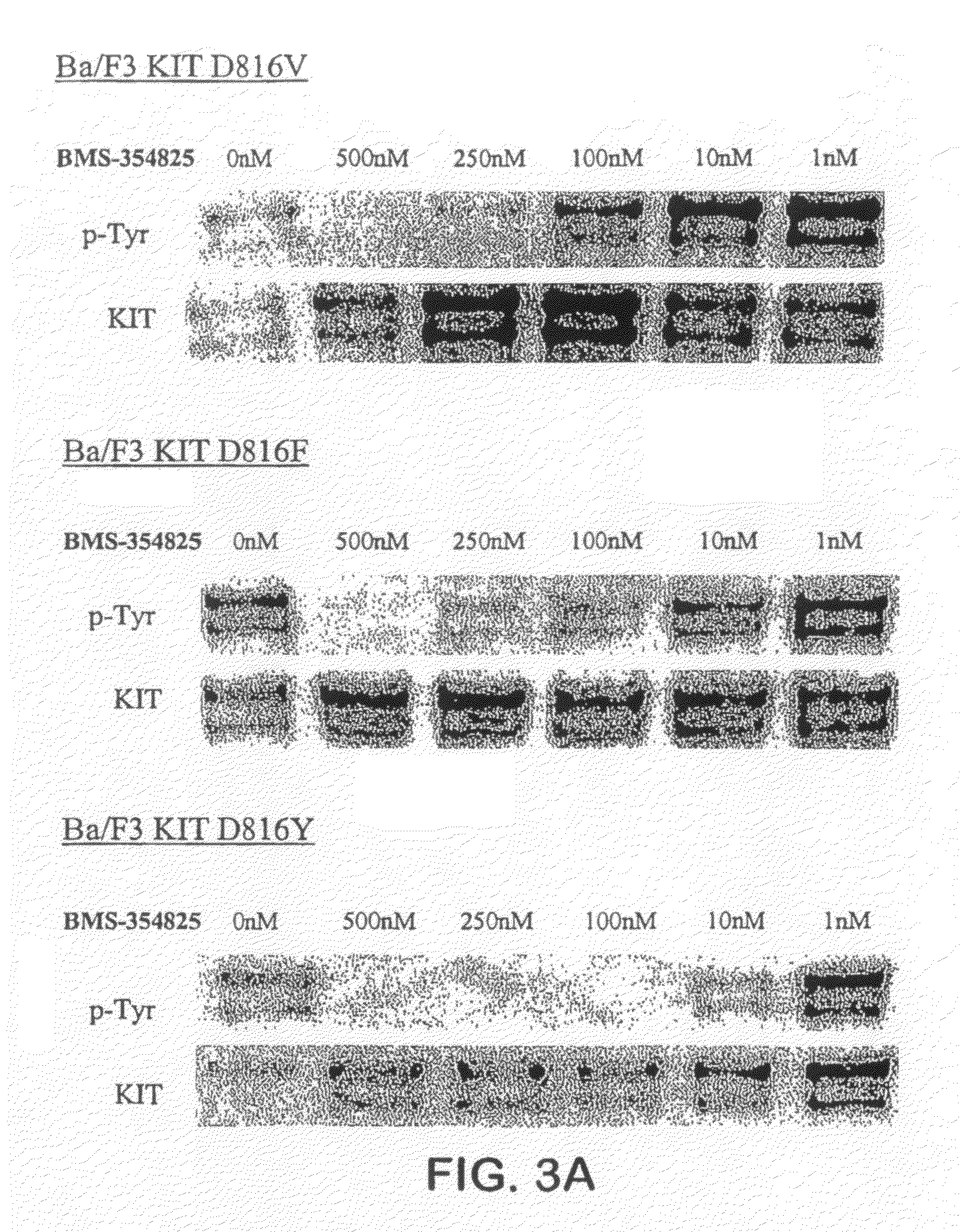 Methods of identifying and treating individuals exhibiting mutant kit protein