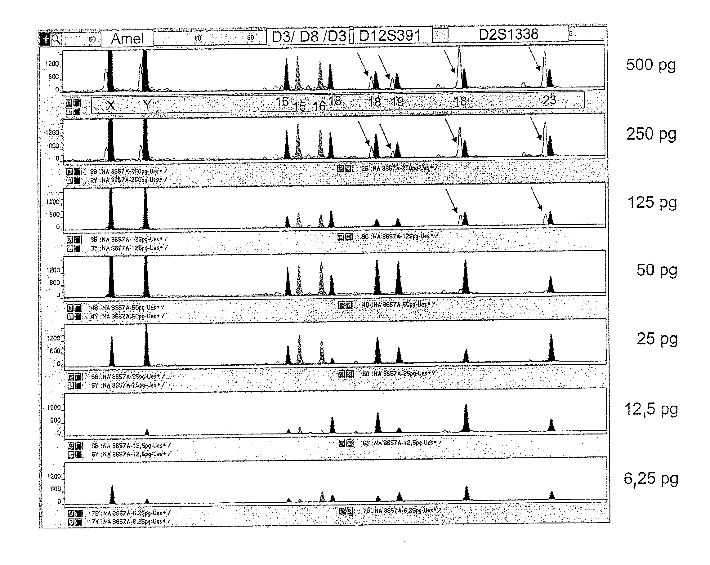 Method for Typing an Individual Using Short Tandem Repeat (Str) Loci of the Genomic Dna