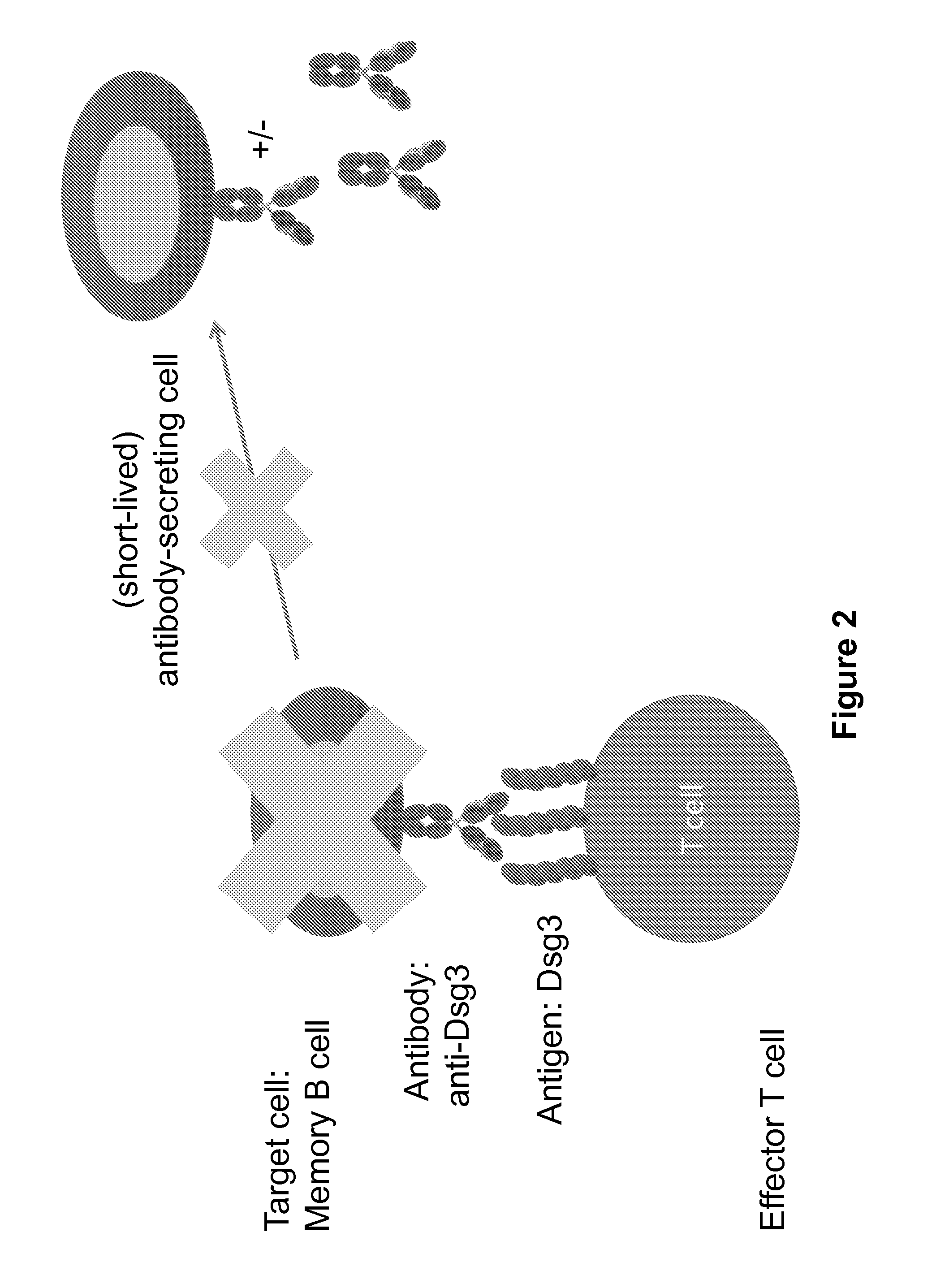 Compositions and methods of chimeric autoantibody receptor t cells