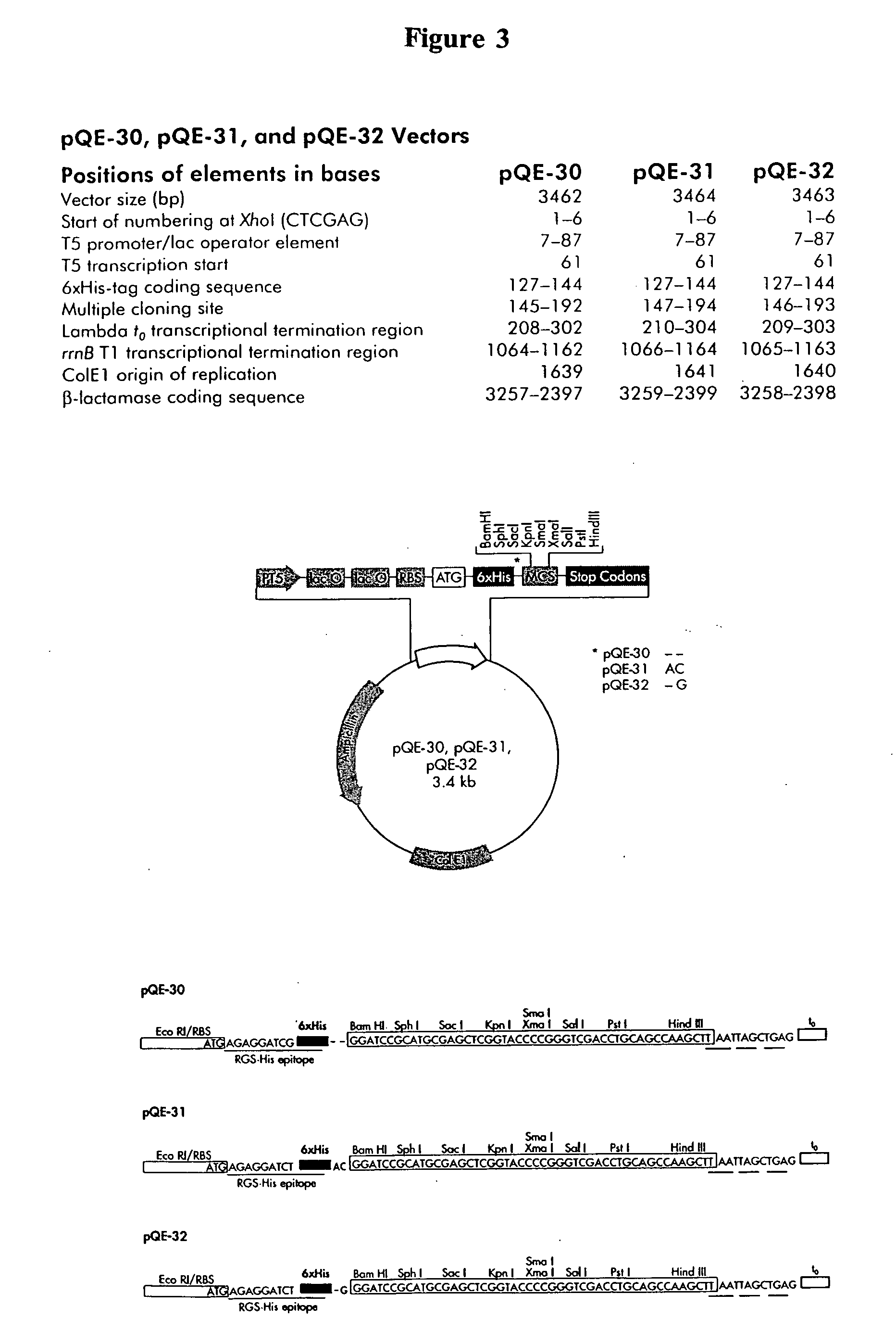 Compositions and methods for the synthesis and subsequent modification of uridine-5'-diphosphosulfoquinovose (UDP-SQ)