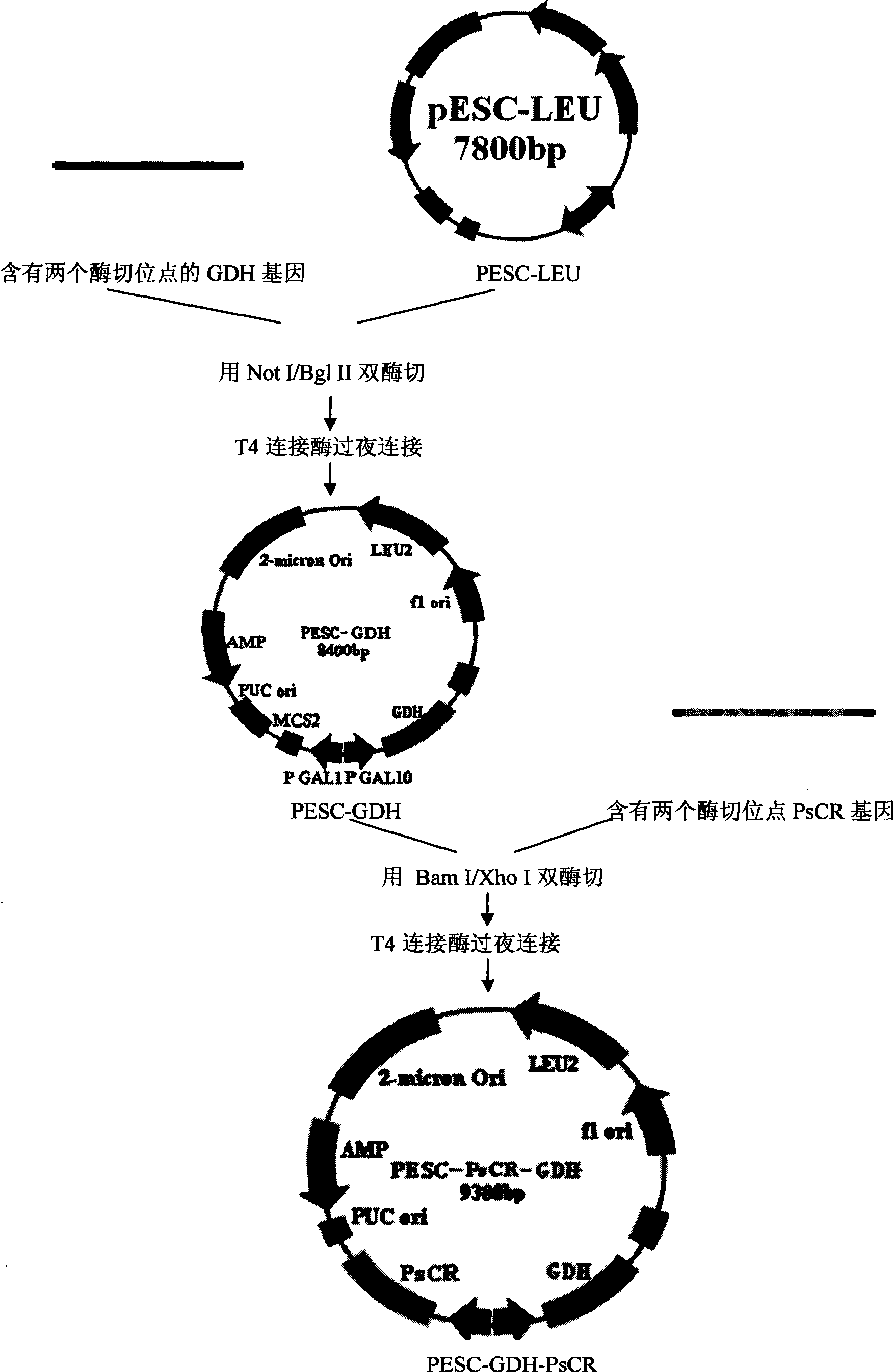 Recombinant yeast for unsymmetrical conversion and preparation of (S)-4-chloro-3-hydroxybutanoate and construction method and use thereof