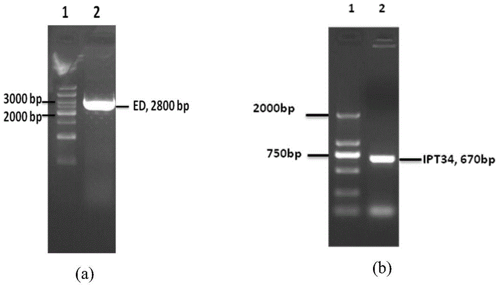 Hepatocyte growth factor receptor key structural domain fusion protein and application thereof