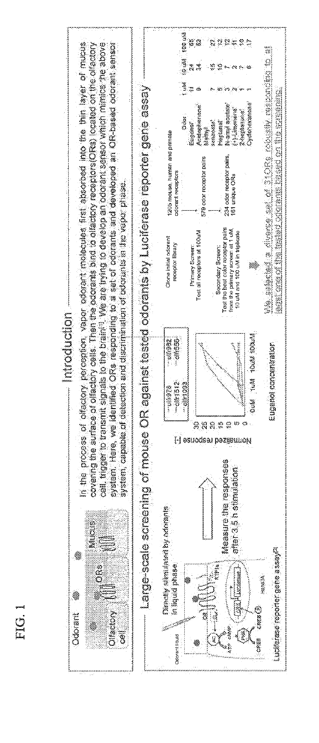 Methods for vapor detection and discrimination with mammalian odorant receptors expressed in heterologous cells