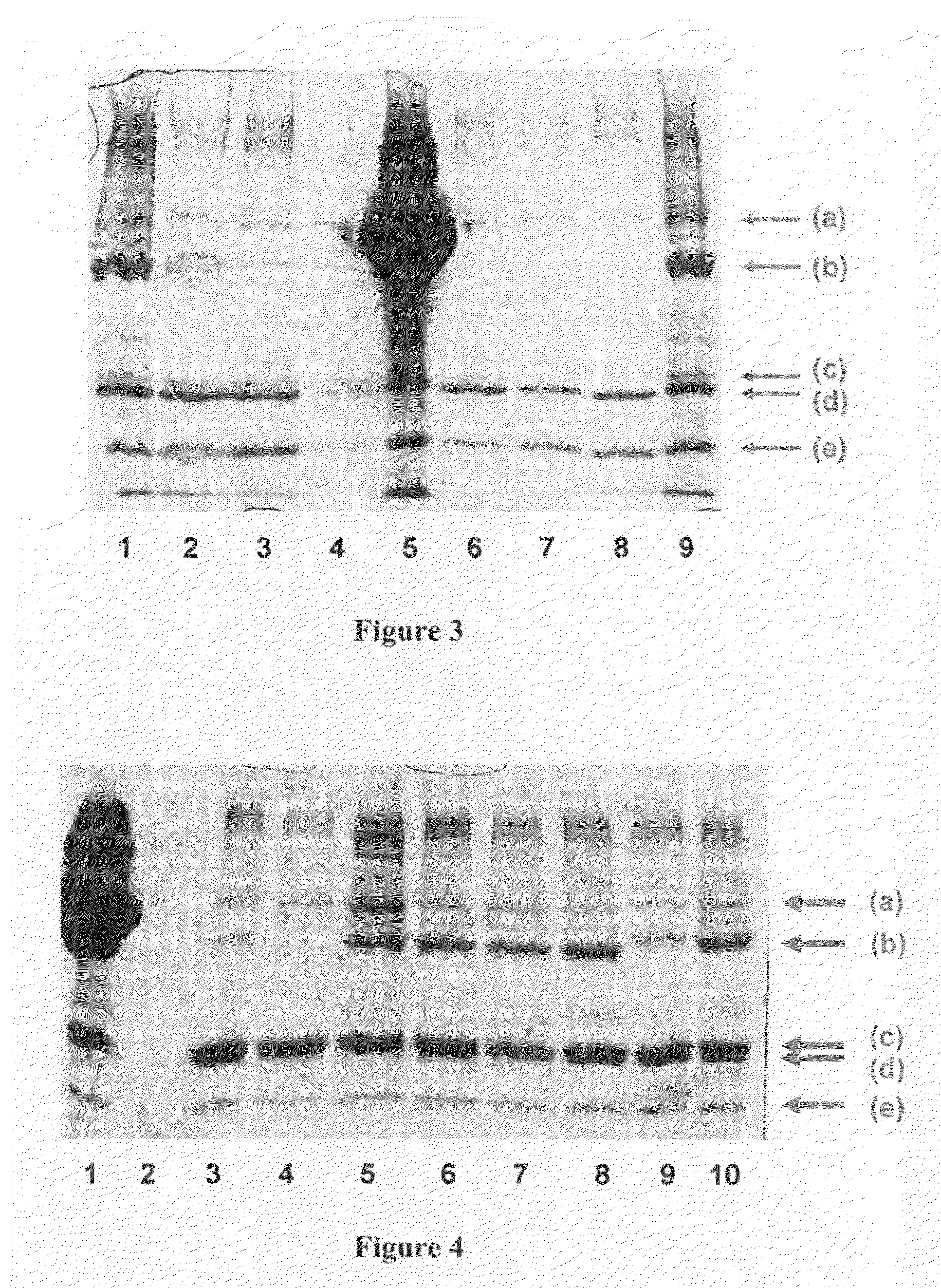 Method for Concentrating, Purifying and Removing Prion Protein