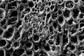 Method for adsorbing copper ions in waste water by carbon particle prepared from cow dung