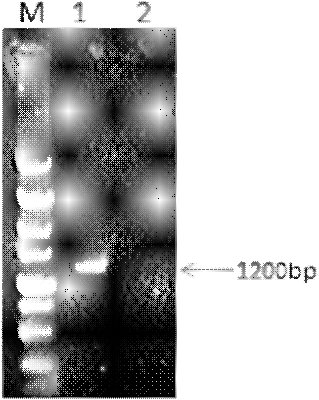 Monoclonal antibody of avian reticuloendotheliosis virus envelope protein and preparation method thereof