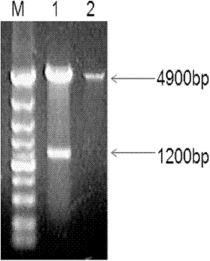 Monoclonal antibody of avian reticuloendotheliosis virus envelope protein and preparation method thereof