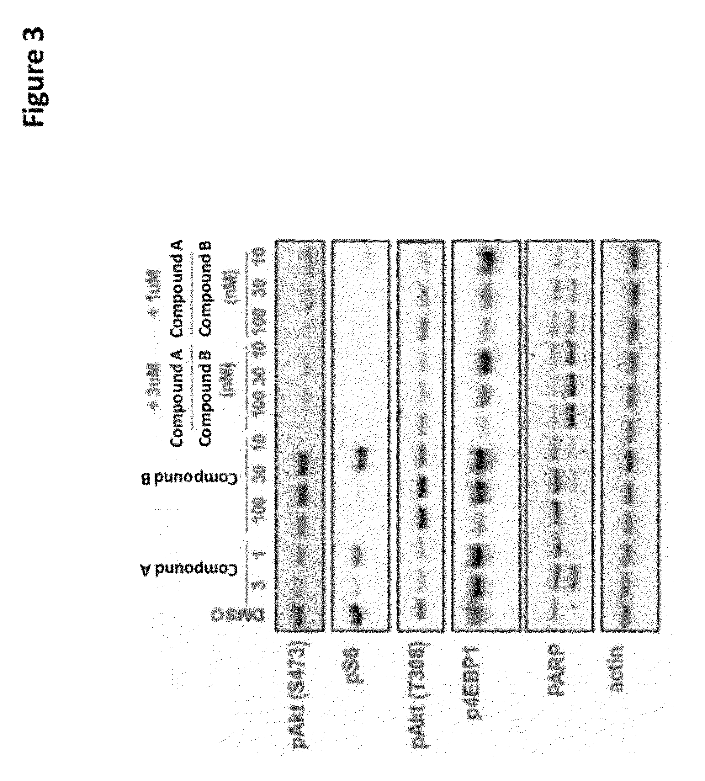 Combination of kinase inhibitors and uses thereof