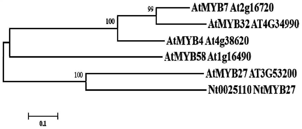 A gene regulating flavonoid synthesis and its encoded protein and application