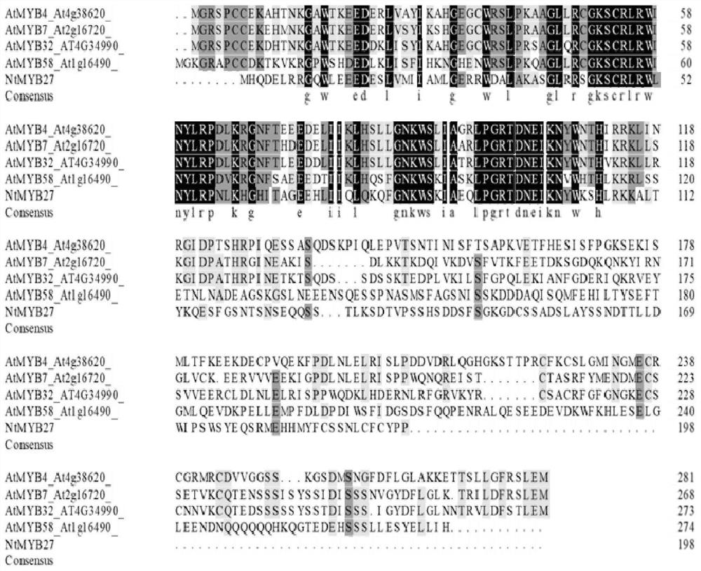 A gene regulating flavonoid synthesis and its encoded protein and application