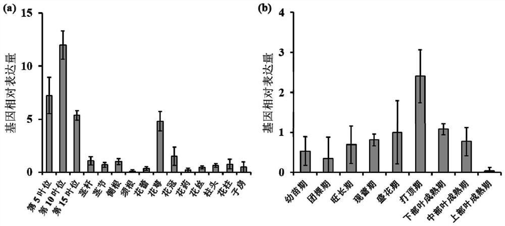 A gene regulating flavonoid synthesis and its encoded protein and application