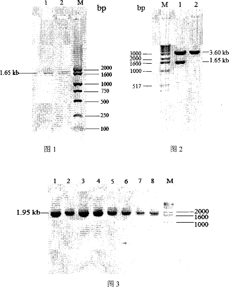 Secretory expression method for exoinulinase from Kluyveromyces marxianus