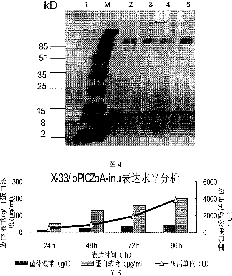 Secretory expression method for exoinulinase from Kluyveromyces marxianus