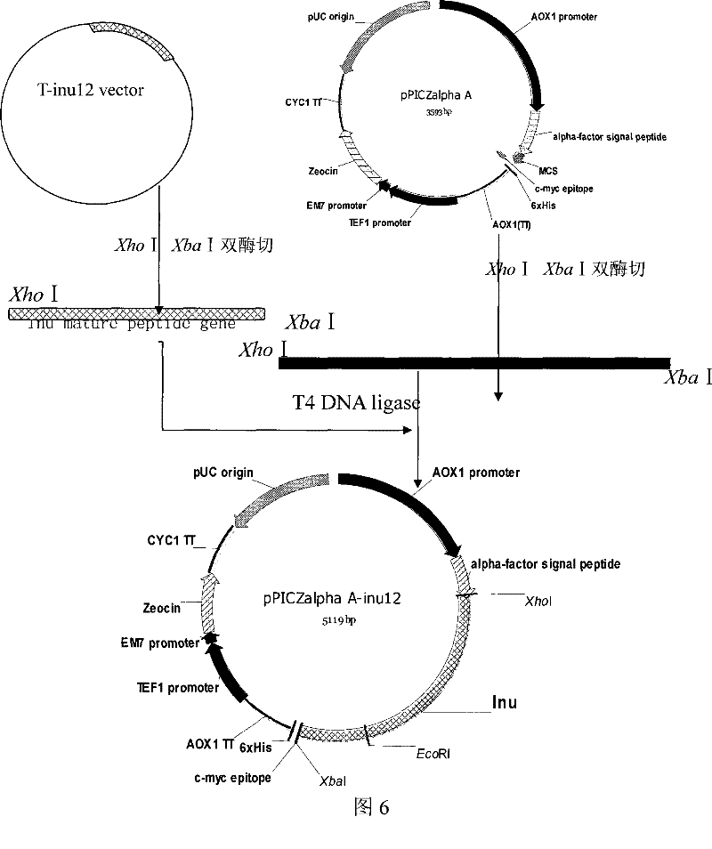 Secretory expression method for exoinulinase from Kluyveromyces marxianus