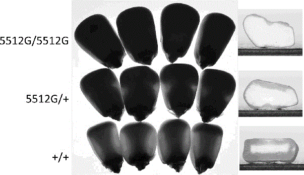 Molecular mark for detection of Zea mays L. opaque mutant 5512G, and applications of same