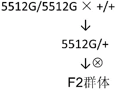 Molecular mark for detection of Zea mays L. opaque mutant 5512G, and applications of same