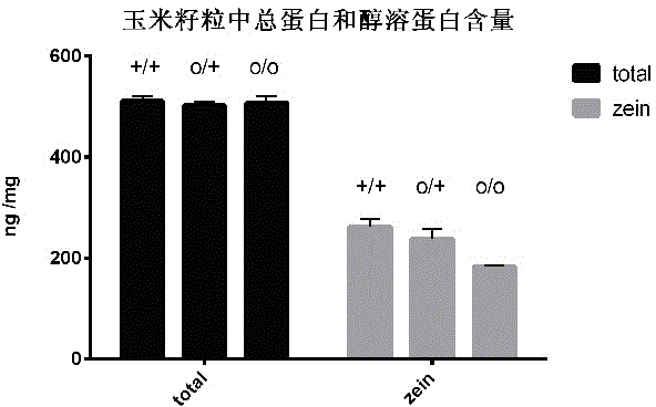 Molecular mark for detection of Zea mays L. opaque mutant 5512G, and applications of same