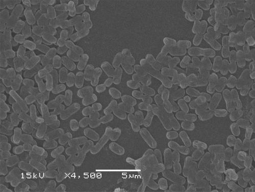 Lactobacillus rhamnosus and application thereof