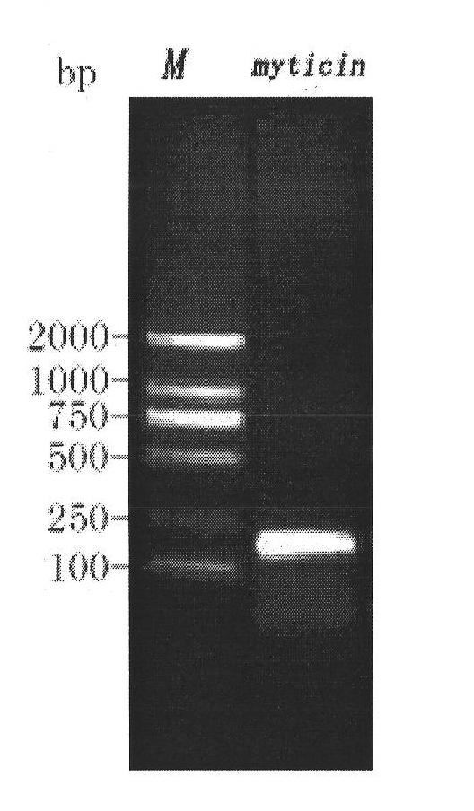 Mytilus coruscus antibacterial peptide and preparation method and application thereof