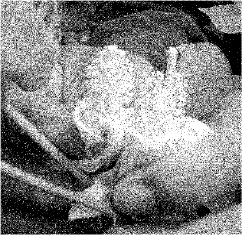 Method for producing cotton seeds by inducing long cotton stigmas