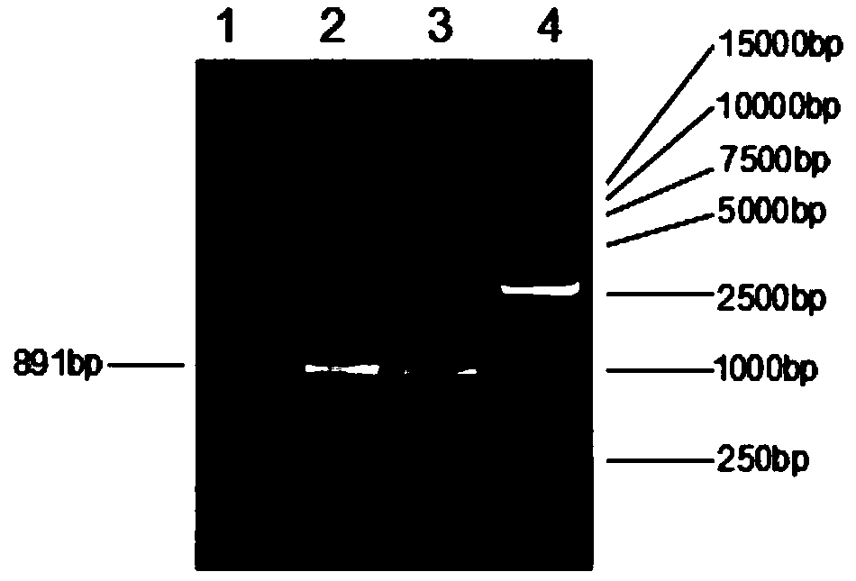 Recombinant oncolytic gene-adenovirus targeting cancer and construction method and application of recombinant oncolytic gene-adenovirus