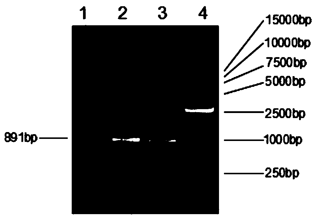 Recombinant oncolytic gene-adenovirus targeting cancer and construction method and application of recombinant oncolytic gene-adenovirus