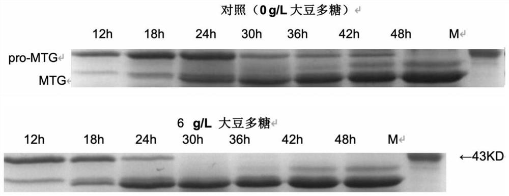 Method for increasing yield of transglutaminase produced by fermentation