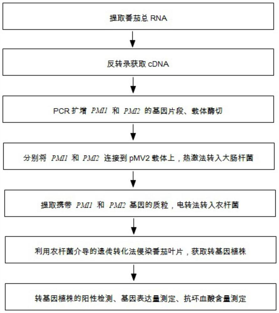 Tomato ascorbic acid biosynthetic gene PMI and application thereof