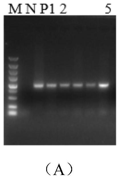 Tomato ascorbic acid biosynthetic gene PMI and application thereof