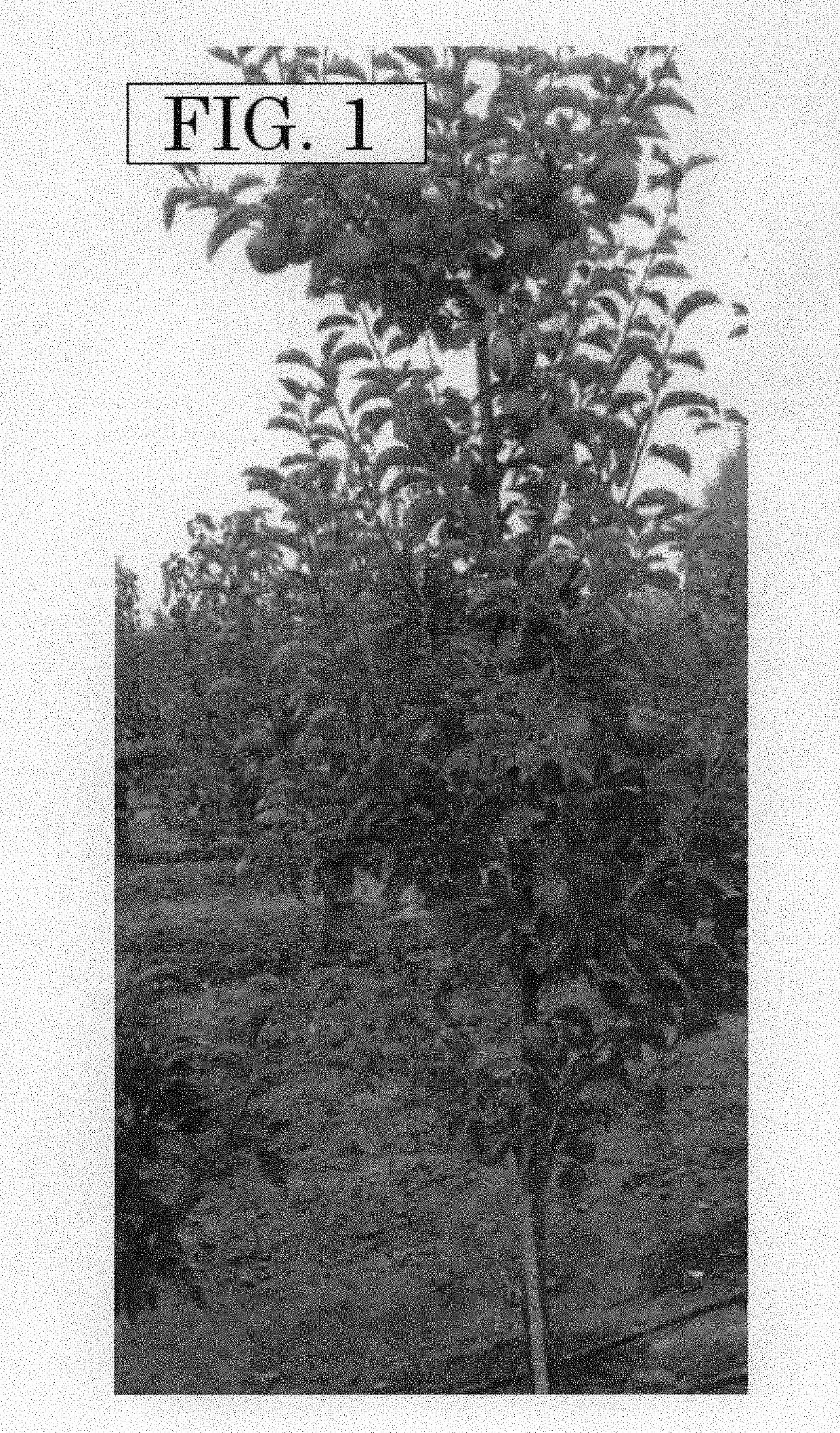 Apple tree variety denominated SPINK754