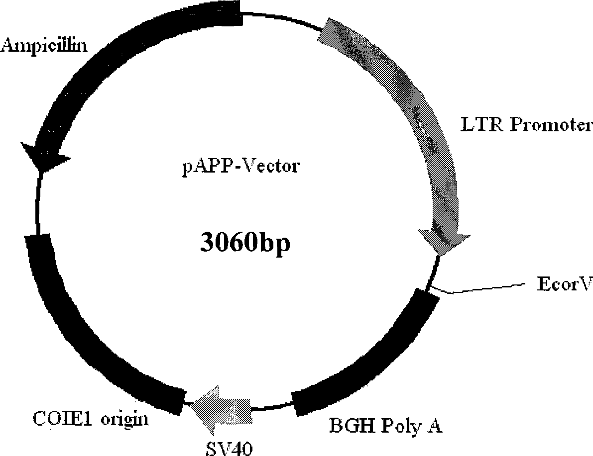 Avian origin promoter expression vector, construction method and use thereof